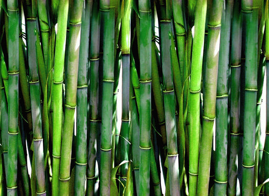 Why Quinoa and Bamboo are the Perfect Combination for Your Skincare Routine