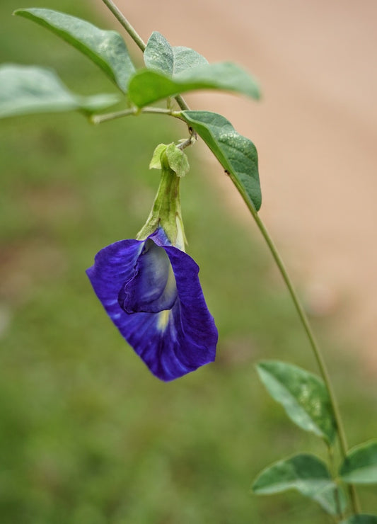 The Ultimate Guide to Butterfly Pea Flower