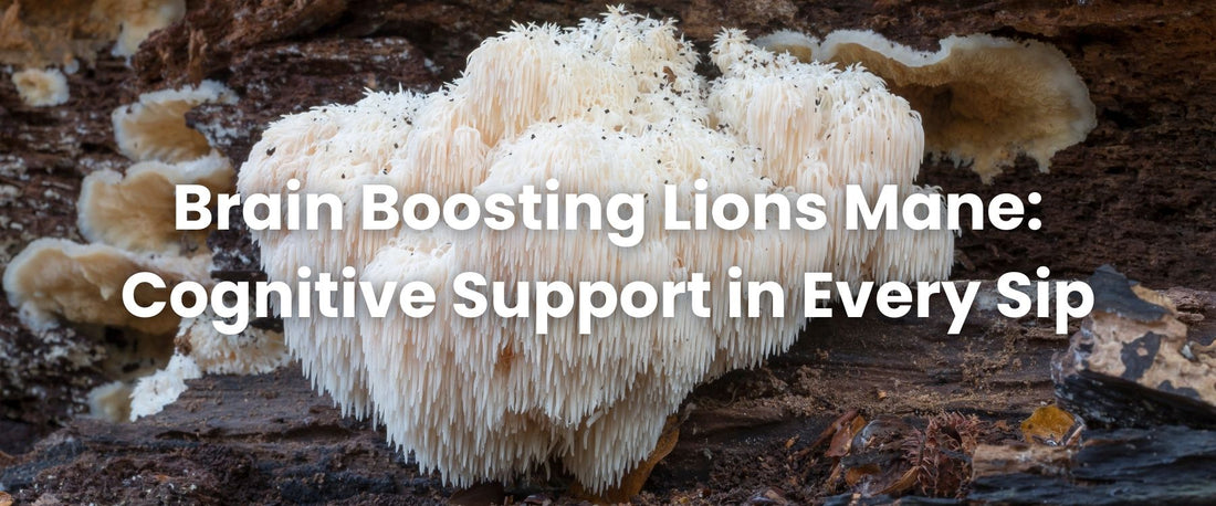 Brain Boosting Lions Mane: Cognitive Support in Every Sip